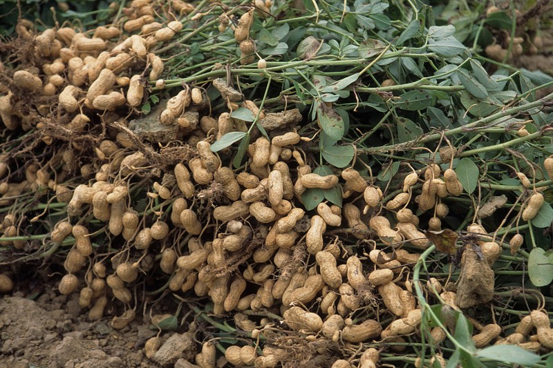 Сколько арахиса можно съедать в день? Чем полезен арахис для организма?