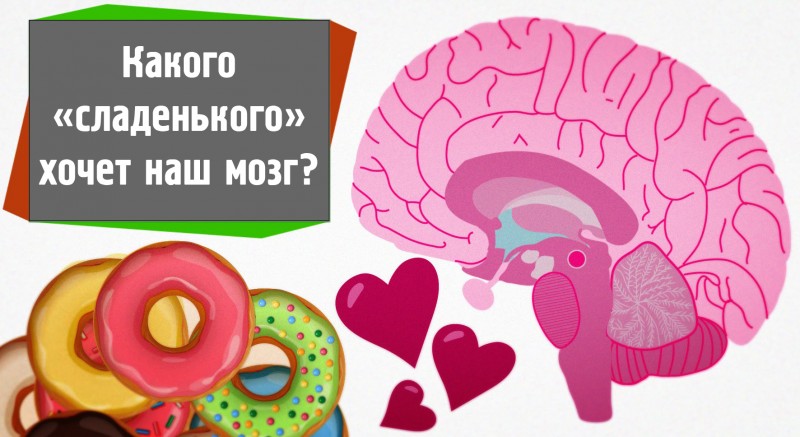 Какого «сладенького» хочет наш мозг? Роль сахара в работе головного мозга