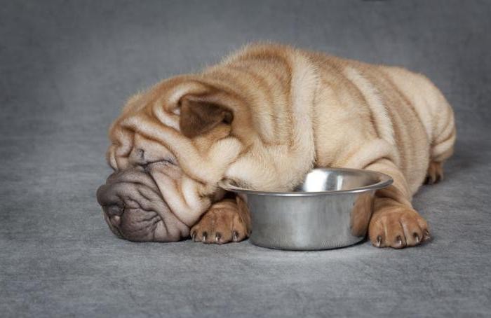 Почему мы чувствуем усталость после еды