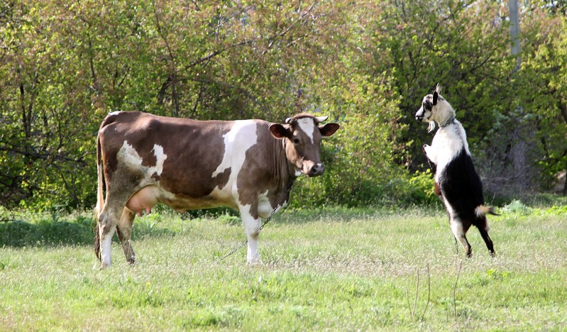 Козье молоко или коровье? Мифы о пользе